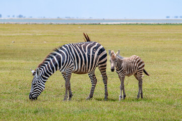 Zebra foal