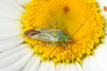 Closeup on a green potato capsid bug, Closterotomus norwegicus on a white Leucanthemum flower