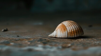 Empty Shell Background without anyone