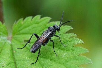 Fototapeta premium Closeup on the EUropean Red-belted Macrophya annulata sawfly, sitting on a green leaf