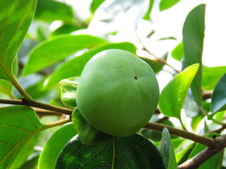 Young green fruit of Kaki Persimmon or Diospyros kaki on the branch. Persimmon fruit.