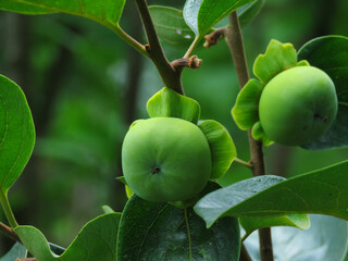 Young green fruits of Kaki Persimmon or Diospyros kaki on the branch. Persimmon fruit.