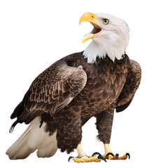 a bald eagle standing on its hind legs with its mouth open, displaying its sharp beak and white head.