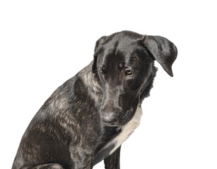 Portrait of a mixed breed puppy looking away on transparent background. Cuttable