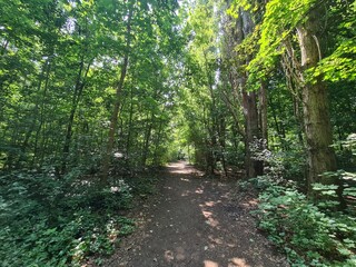 Obraz premium nature path in Plänterwald Forest in Berlin Treptow/Köpenick