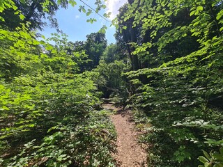 nature path in Plänterwald Forest in Berlin Treptow/Köpenick, Germany