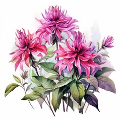 Obraz premium Beebalm, isolated on white background