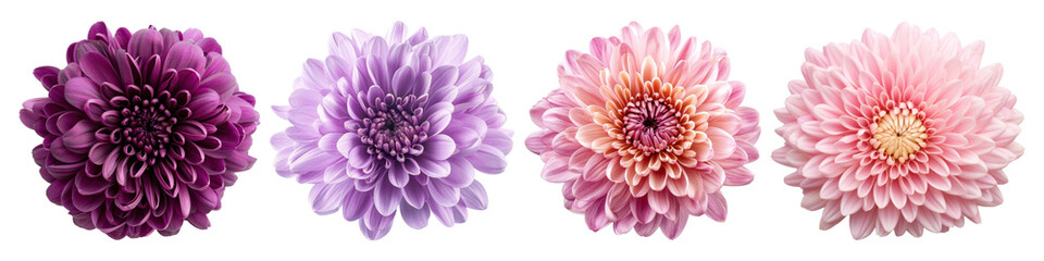 purple pink chrysanthemum flower set