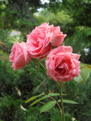 very beautiful flowering roses in the garden.