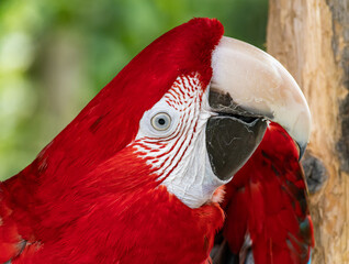 Colorful exotic parrot closeup of the red macaw. A scarlet macaw, resplendent in brilliant hues of...