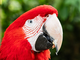 Colorful exotic parrot closeup of the red macaw. A scarlet macaw, resplendent in brilliant hues of...