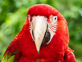 Colorful exotic parrot closeup of the red macaw. A scarlet macaw, resplendent in brilliant hues of red, blue, and yellow, perched against a lush tropical backdrop.