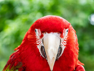 Colorful exotic parrot closeup of the red macaw. A scarlet macaw, resplendent in brilliant hues of red, blue, and yellow, perched against a lush tropical backdrop.