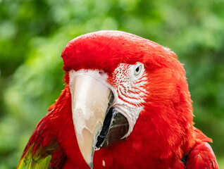 Colorful exotic parrot closeup of the red macaw. A scarlet macaw, resplendent in brilliant hues of...