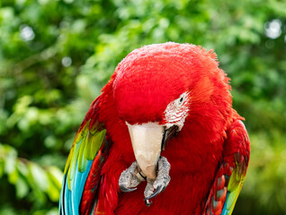 Colorful exotic parrot closeup of the red macaw. A scarlet macaw, resplendent in brilliant hues of red, blue, and yellow, perched against a lush tropical backdrop.