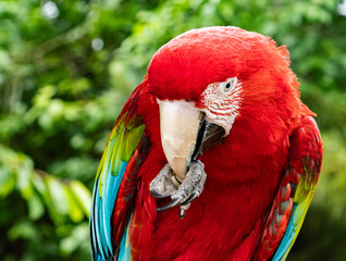 Colorful exotic parrot closeup of the red macaw. A scarlet macaw, resplendent in brilliant hues of red, blue, and yellow, perched against a lush tropical backdrop.