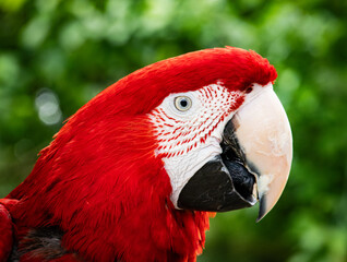 Colorful exotic parrot closeup of the red macaw. A scarlet macaw, resplendent in brilliant hues of red, blue, and yellow, perched against a lush tropical backdrop.
