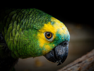 Yellow-naped Parrot (Amazona auropalliata). close up of a green feathered parrot, close up of green parrot eye with copy space