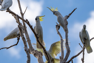 Sulphur-crested cockatoo, Nitmiluk National Park, Northern Territory, Australia © Nadine Wagner