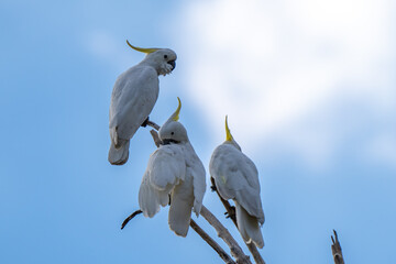 Sulphur-crested cockatoo, Nitmiluk National Park, Northern Territory, Australia © Nadine Wagner