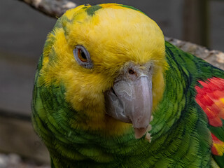 Yellow-naped Parrot (Amazona auropalliata). close up of a green feathered parrot, close up of green...