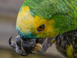 Yellow-naped Parrot (Amazona auropalliata). close up of a green feathered parrot, close up of green parrot eye with copy space
