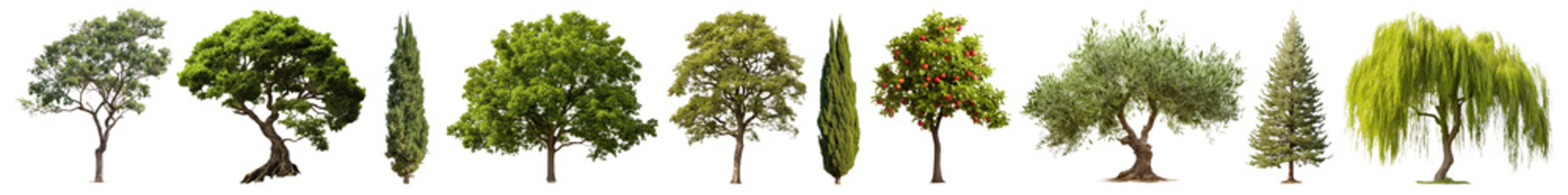 Obraz premium green tall tree nature set