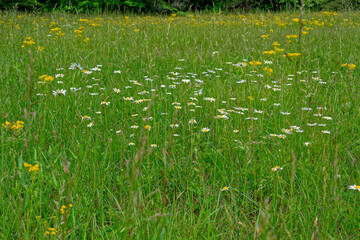 Field of daisies and butterweed