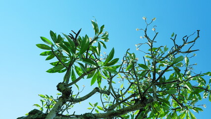 Image of Kamboja leaves with clear bright sky background