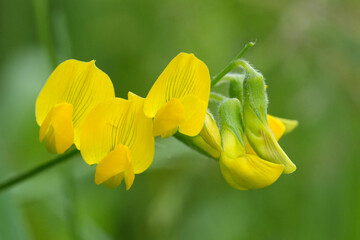 Closeup on the bright yellow flower of the Meadow Pea, Lathyrus pratensis against a green background
