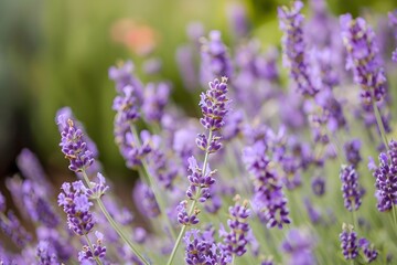 Purple Lavender Field in Full Bloom