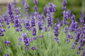 Blooming Lavender Field in Summer