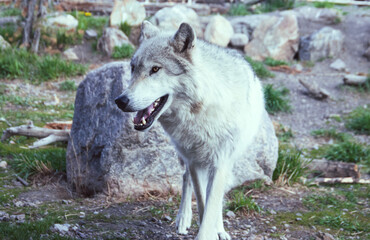 Image of a grey wolf in the grizzle and wolf rescue center. 