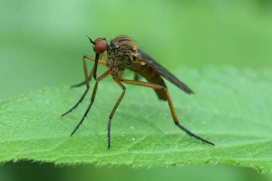 Closeup on a European dancefly, Empis livida, sitting on a green leaf in the garden
