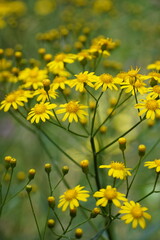 Close-up fresh yellow flowers grow wild in the meadow. Maria Mole (Senecio brasiliensis).