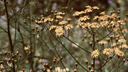 Close-up fresh yellow flowers grow wild in the meadow. Maria Mole (Senecio brasiliensis).