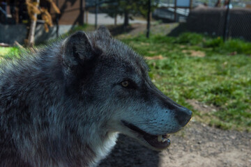 Image of a grey wolf in the grizzle and wolf rescue center. 