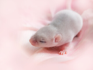 Little blind mouse covered with fur close-up on a pink background, baby mouse, pets, pests, reptile food, small rodent.