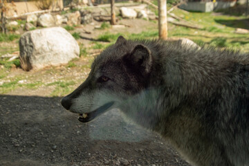 Fototapeta premium Image of a grey wolf in the grizzle and wolf rescue center. 