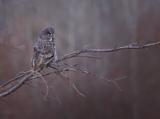 A great gray owl perched on a branch
