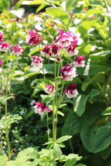 Akelei blüht zauberhaft im Garten in Bordeaux und Weiß