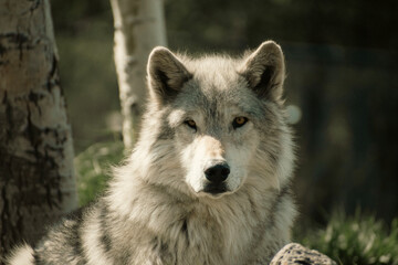Image of a grey wolf, laying down and looking at the view.  In the grizzle and wolf rescue center. 