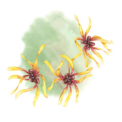 Witch hazel yellow plant flowers on the watercolor stain backdrop. Hamamelis virginiana in bloom. Watercolor florals for cosmetics, water, herbal medicine, beauty, cream packaging, national day flyer,