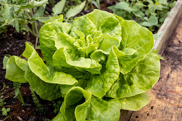 Green leaves of leaf lettuce, butter lettuce growing in the garden seedbed or greenhouse.  Green butter lettuce vegetable or salad