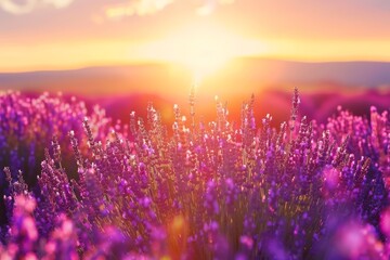Naklejka premium Lavender Field Sunset