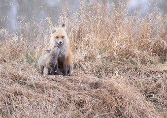 A red fox being nuzzled by its kit