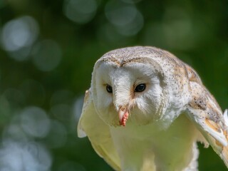A portrait of a Snowy Owl. The Barn Owl (Tyto a
