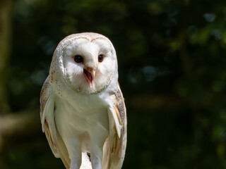 A portrait of a Snowy Owl. The Barn Owl (Tyto a