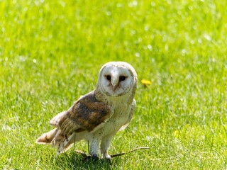 A portrait of a Snowy Owl. The Barn Owl (Tyto a