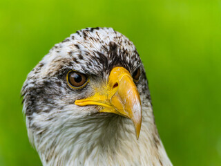American bald eagle portrait. close-up view, its intricate feathers and distinctive yellow beak showcased against a softly blurred natural backdrop, evoking a sense of wild beauty.